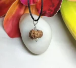 13 Mukhi Rudraksha
