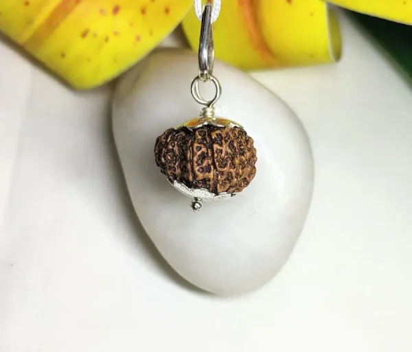 13 Mukhi Rudraksha