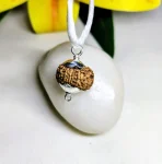 13 Mukhi Rudraksha