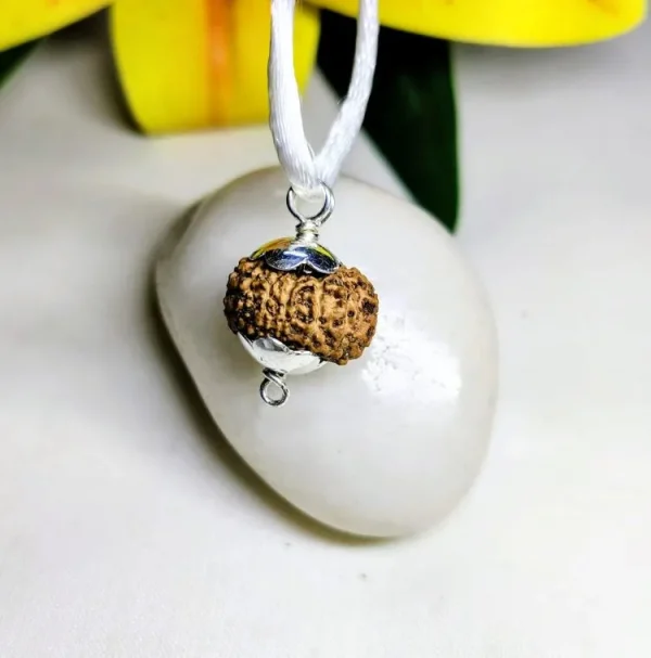 13 Mukhi Rudraksha