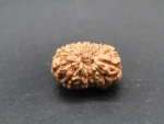 13 Mukhi Rudraksha