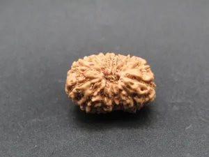 13 Mukhi Rudraksha
