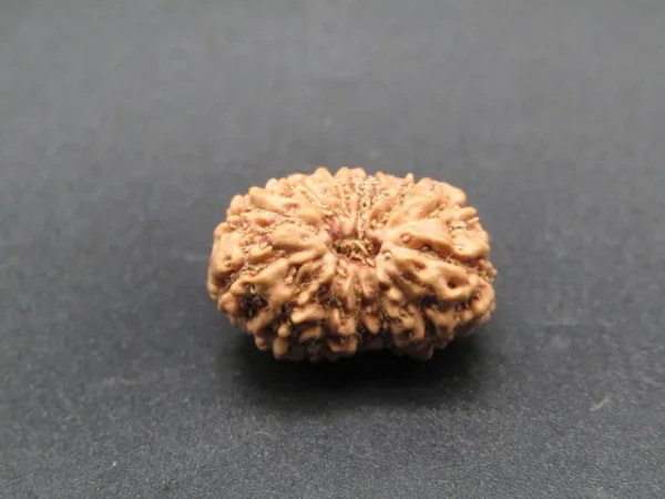 13 Mukhi Rudraksha