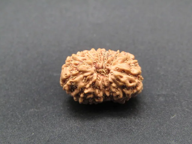 13 Mukhi Rudraksha