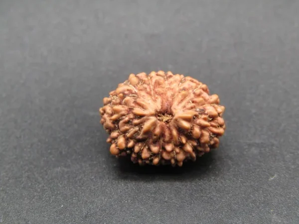 13 Mukhi Rudraksha