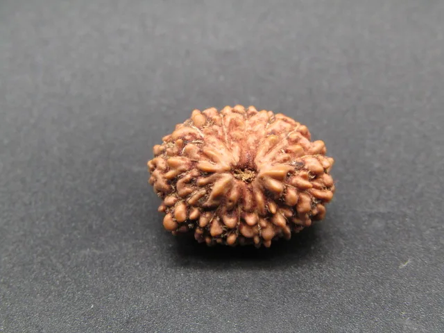 13 Mukhi Rudraksha