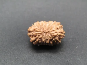 13 Mukhi Rudraksha