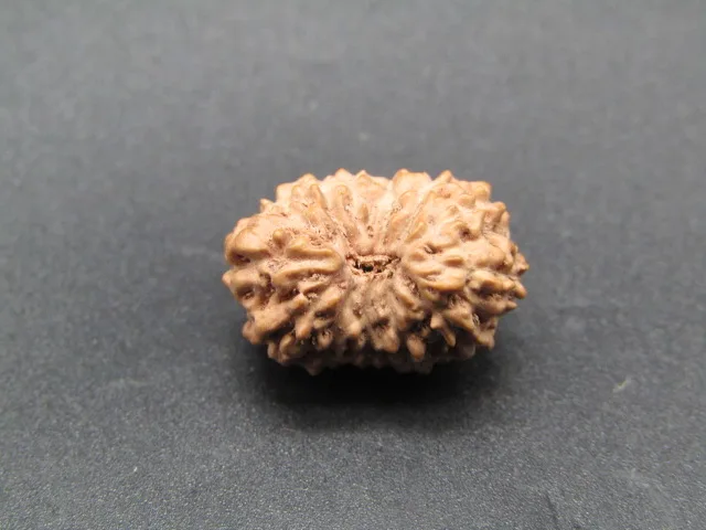 13 Mukhi Rudraksha