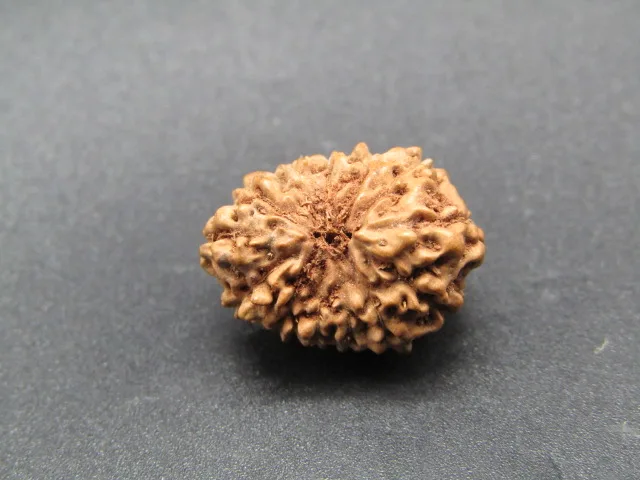13 Mukhi Rudraksha