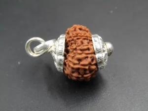 13 Mukhi Rudraksha