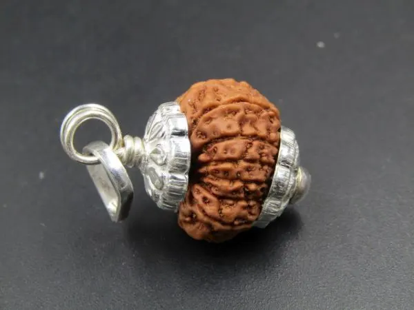 13 Mukhi Rudraksha