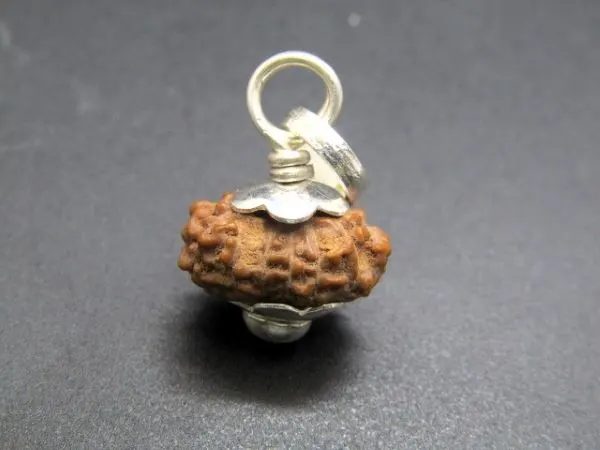 13 Mukhi Rudraksha