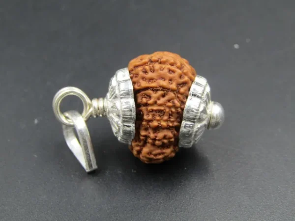 13 Mukhi Rudraksha