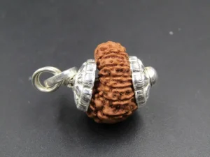 13 Mukhi Rudraksha