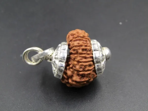13 Mukhi Rudraksha
