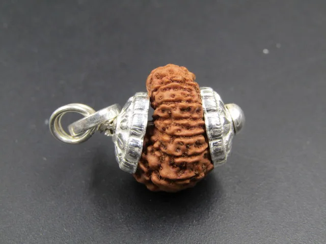 13 Mukhi Rudraksha