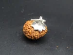 13 Mukhi Rudraksha
