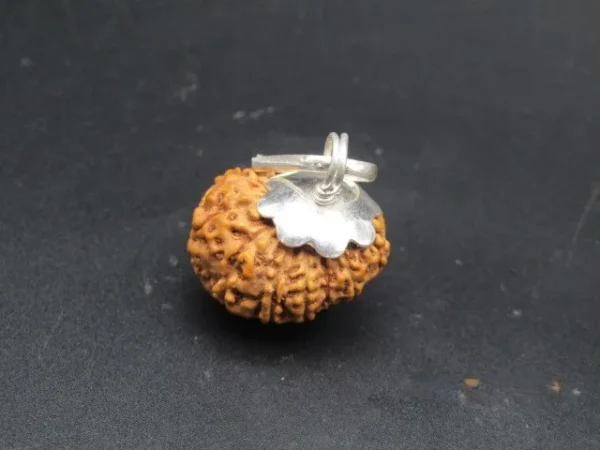 13 Mukhi Rudraksha