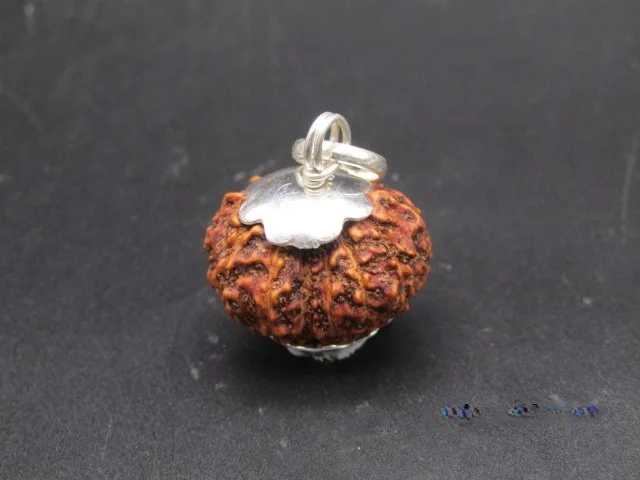 13 Mukhi Rudraksha