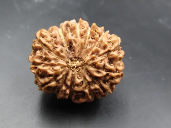 13 Mukhi Rudraksha
