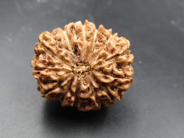 13 Mukhi Rudraksha