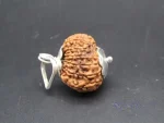 13 Mukhi Rudraksha