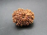 13 Mukhi Rudraksha