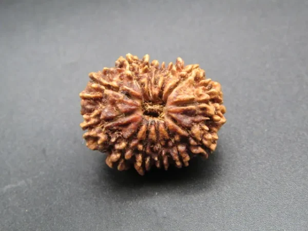 13 Mukhi Rudraksha