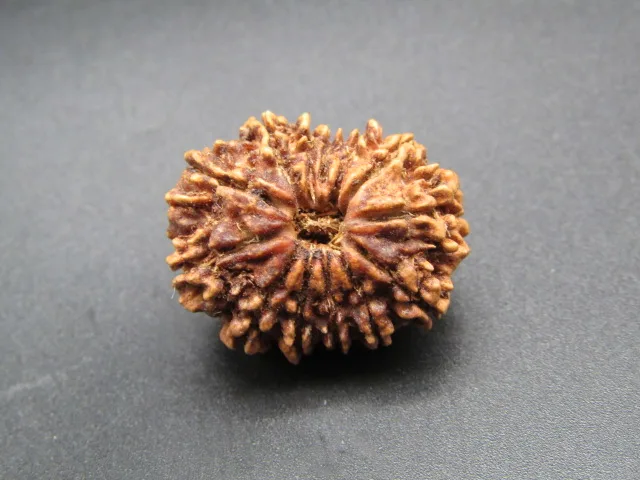 13 Mukhi Rudraksha