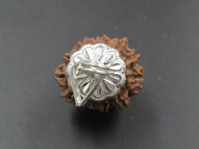 13 Mukhi Rudraksha