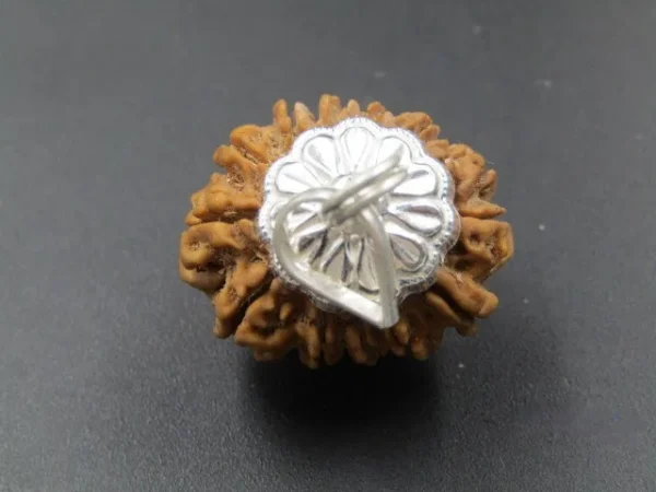 13 Mukhi Rudraksha