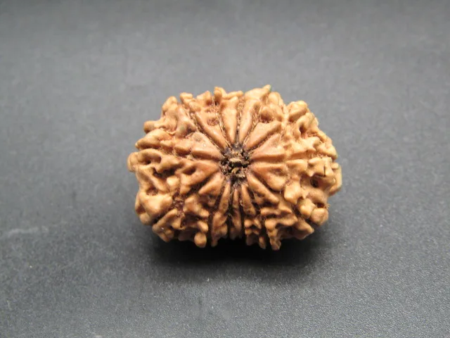 13 Mukhi Rudraksha