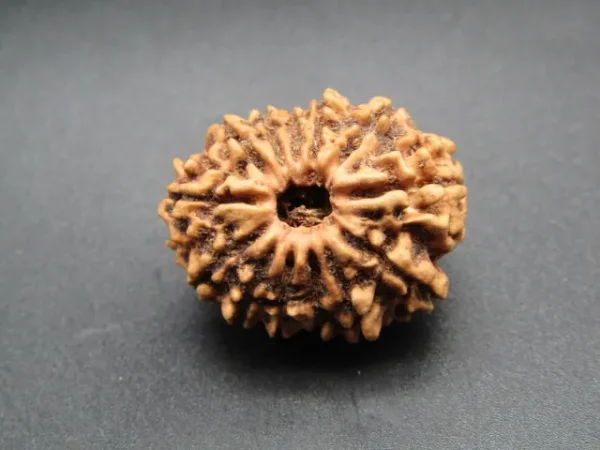 13 Mukhi Rudraksha