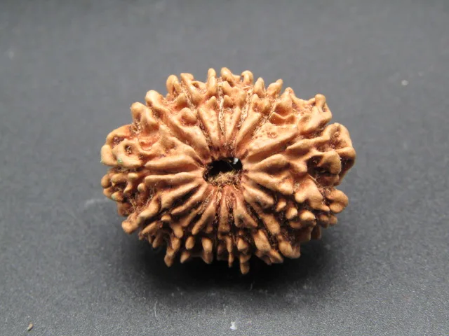 13 Mukhi Rudraksha