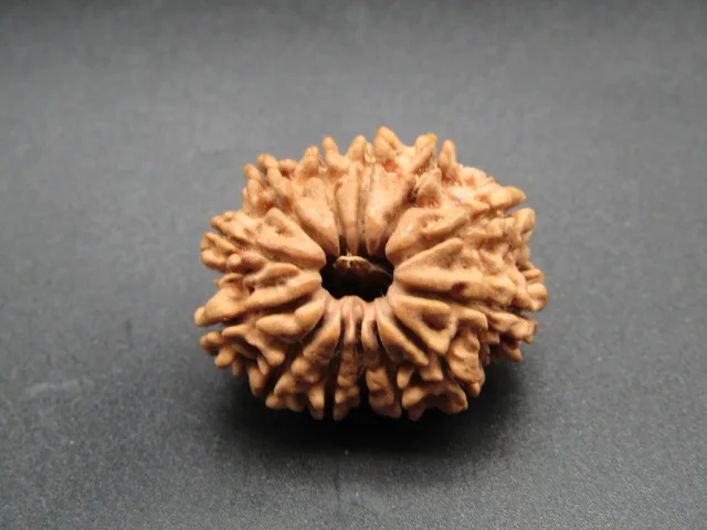 13 Mukhi Rudraksha