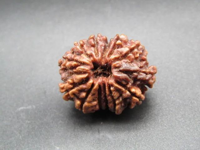 13 Mukhi Rudraksha