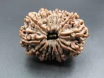 13 Mukhi Rudraksha