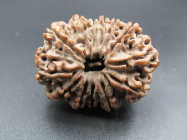 13 Mukhi Rudraksha