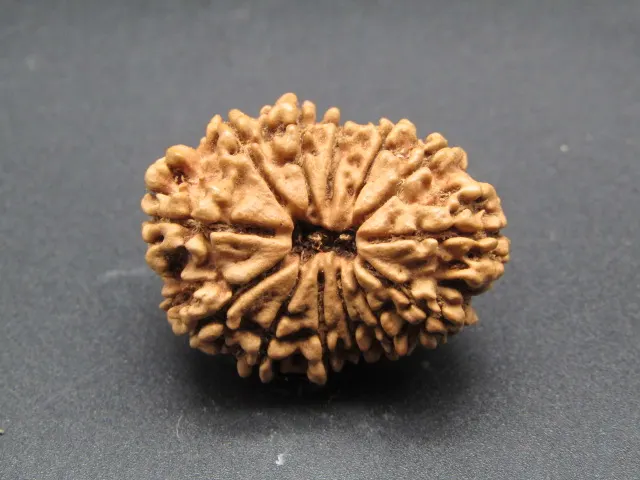 13 Mukhi Rudraksha