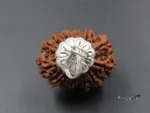 13 Mukhi Rudraksha