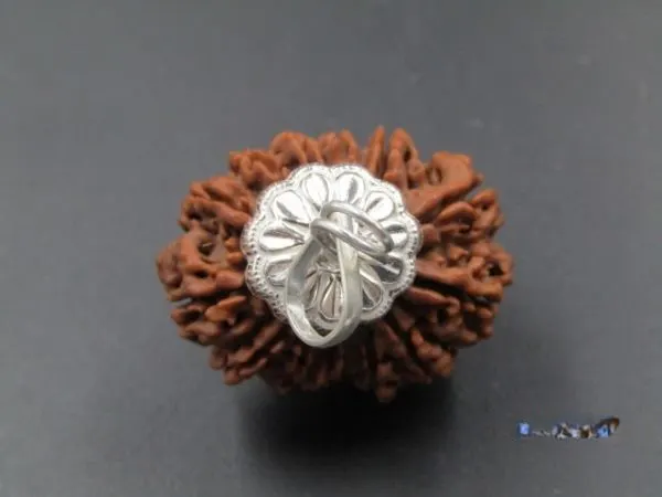 13 Mukhi Rudraksha