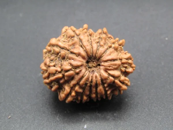 13 Mukhi Rudraksha