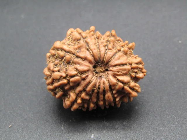 13 Mukhi Rudraksha