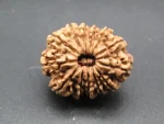 13 Mukhi Rudraksha