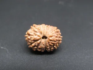 13 Mukhi Rudraksha