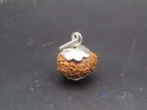 13 Mukhi Rudraksha