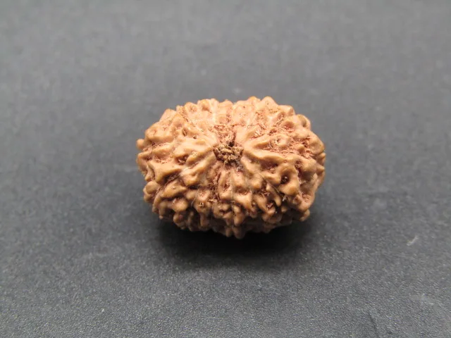 13 Mukhi Rudraksha