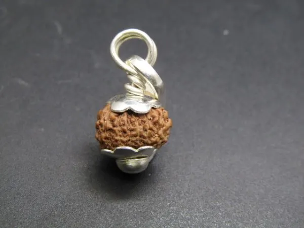 13 Mukhi Rudraksha