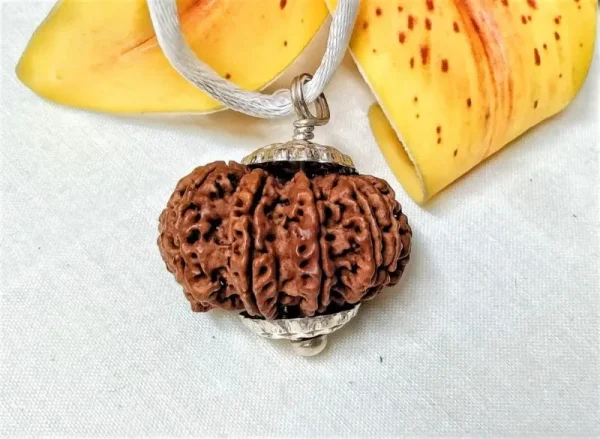 13 Mukhi Rudraksha