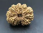 13 Mukhi Rudraksha